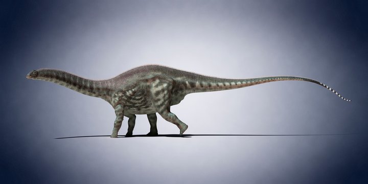 Apatosaurus, illustration