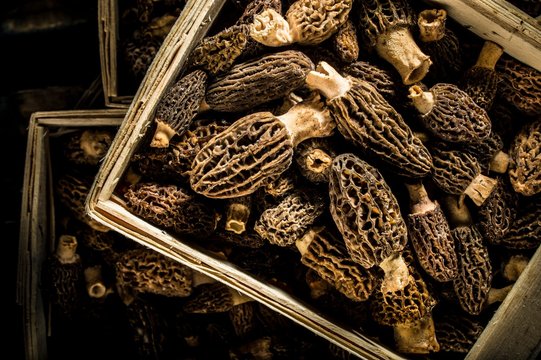 Morel mushrooms