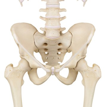 Human pelvis bones, illustration