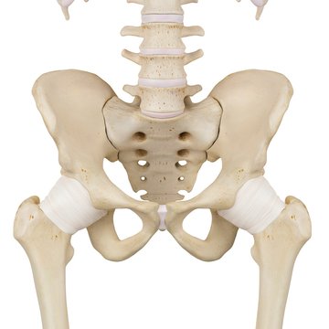 Human pelvis ligaments, illustration