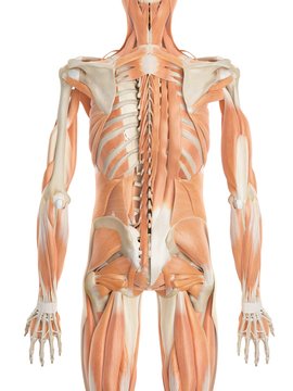 Human back muscles, illustration