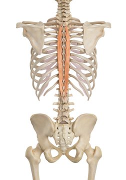 Human back muscles, illustration