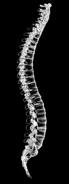 Human spine, illustration