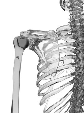 Human shoulder joint, illustration