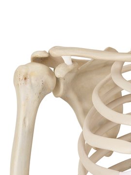 Human shoulder joint, illustration