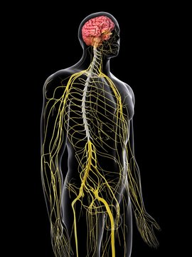 Human brain and spinal cord, illustration