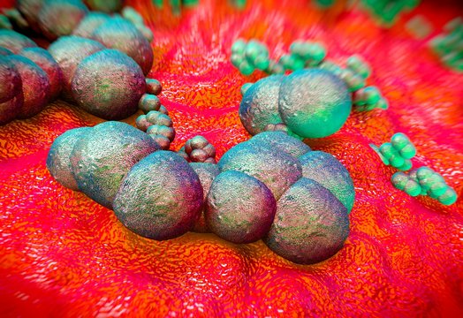 Staphylococcus epidermidis bacteria