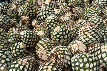 En la fabrica hay muchas cabezas de agave para hacer licor de tequila.