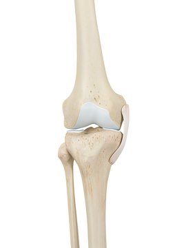 Human knee joint, illustration