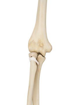 Human elbow joint, illustration