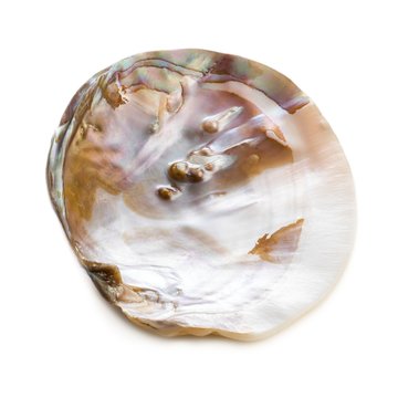 Freshwater pearl oyster shell