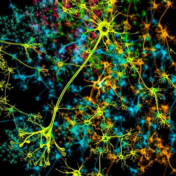 Neuron, illustration