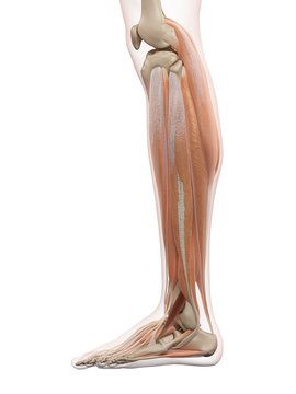 Human leg muscles, illustration