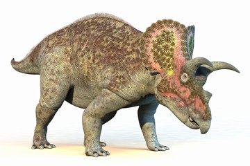 Triceratops dinosaur, illustration