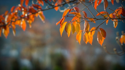 Autumn season: Image of a tree branch with dry leaves.
