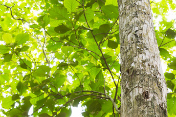 Teak tree in the forest 