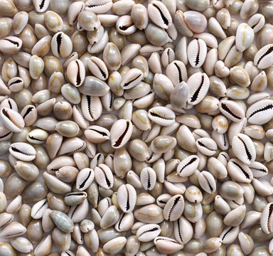 Money cowry sea shells