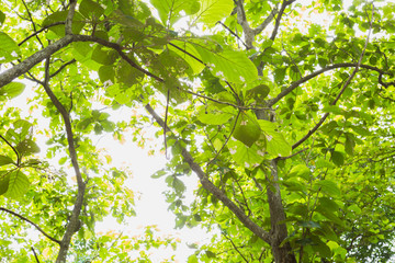 fresh Teakwood tree branch and leaf as background beautiful