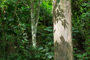 Teak tree in the forest 