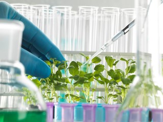 Plant Biotechnology