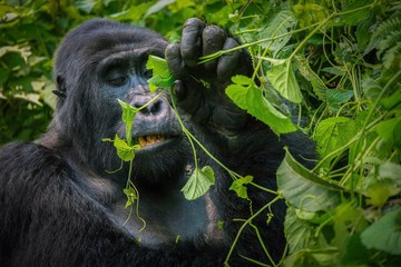 Obraz premium A silverback mountain gorilla chewing a vine in Bwindi Impenetrable National Park, Uganda.