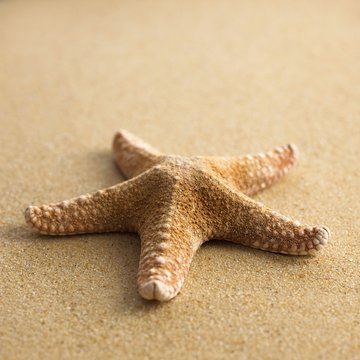 Starfish on sand