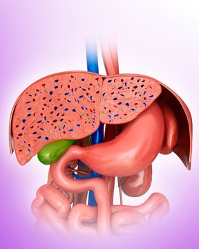 Cross section of liver, illustration
