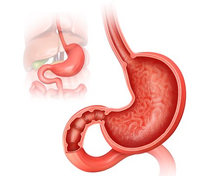 Small intestine and stomach, illustration
