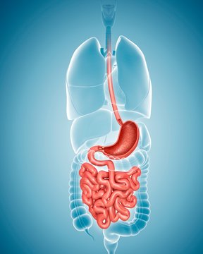 Human digestive system, illustration
