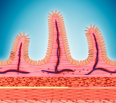 Small intestinal wall, illustration