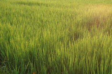 green wheat field