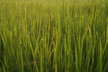 green grass in the wind