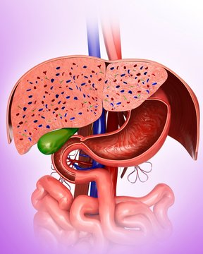 Cross section of liver, illustration