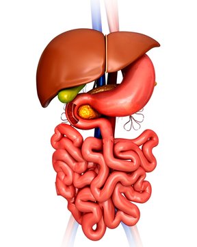 Human internal organs, illustration