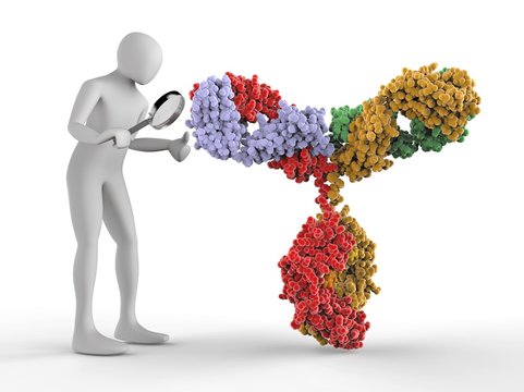 3D human inspecting an antibody molecule