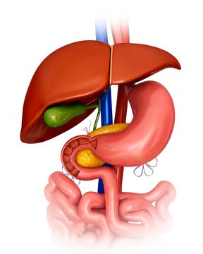 Human internal organs, illustration