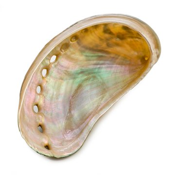 White coloured abalone shell