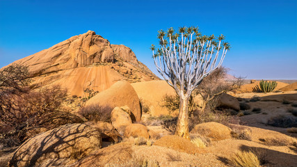 Spitzkoppe, Damaraland, Namibia, showing a healthy quiver tree living in the harsh environment of...
