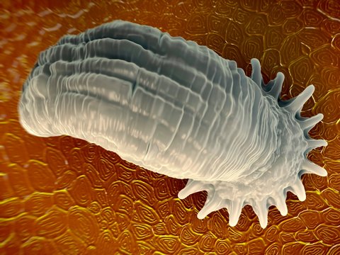 Gyrodactylus aquatic parasite