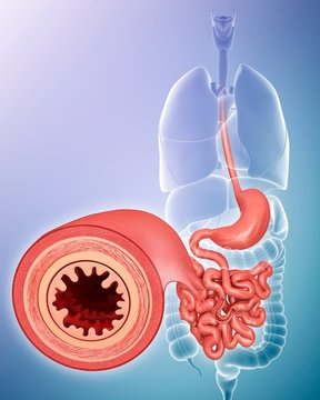 Intestinal wall, illustration