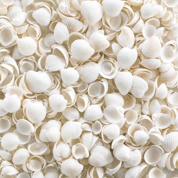 Cockle shells, full frame