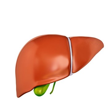 Liver and gall bladder, illustration