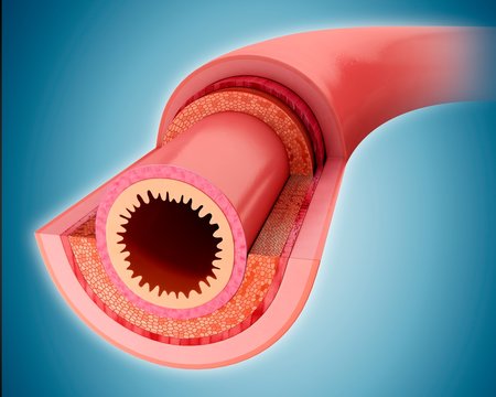 Small intestinal wall, illustration