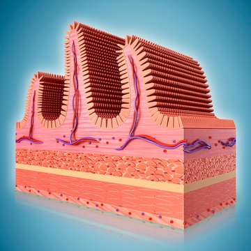 Small intestine wall, illustration