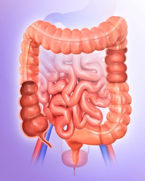 Human intestines, illustration