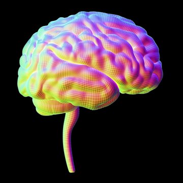 Human brain, illustration