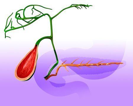 Gall bladder, illustration