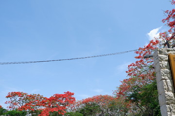 red flowers and blue sky
