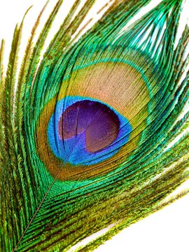 Peacock feather