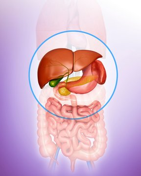 Human internal organs, illustration